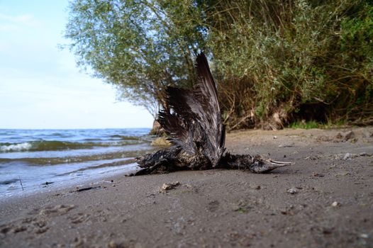 death bird, cause of death unknown, nature series