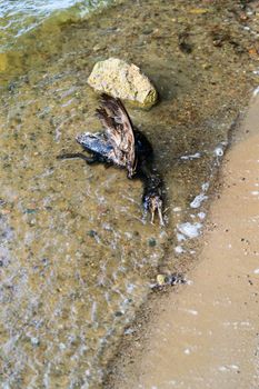 death bird, cause of death unknown, nature series
