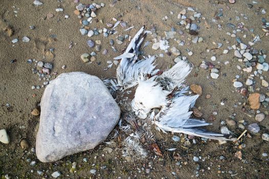 death bird, cause of death unknown, nature series