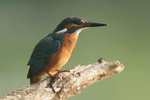 wild bird in natural habitat, nature series