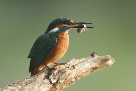 wild bird in natural habitat, nature series