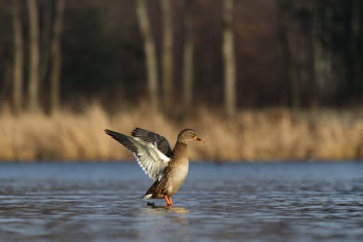 wild colorful bird in sunny day, nature series