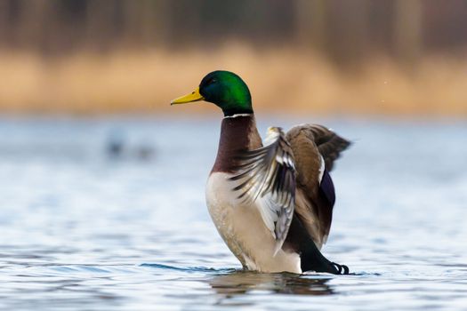 wild colorful bird in sunny day, nature series
