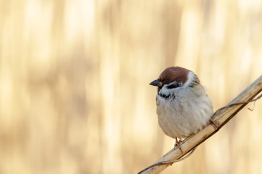wild colorful bird in sunny day, nature series