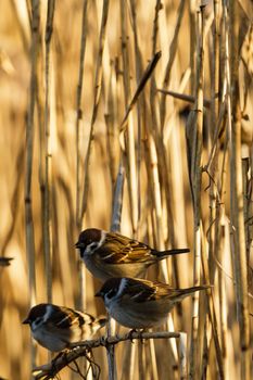 wild colorful bird in sunny day, nature series