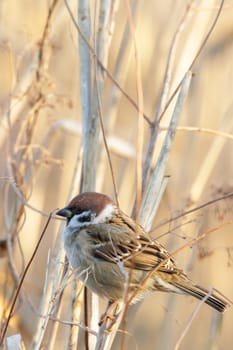 wild colorful bird in sunny day, nature series