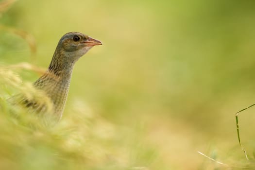 wild bird in natural habitat, nature series