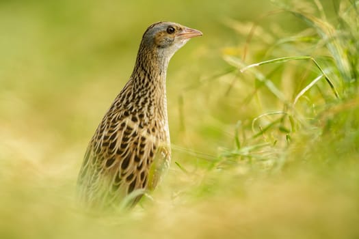 wild bird in natural habitat, nature series