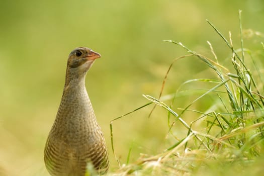 wild bird in natural habitat, nature series