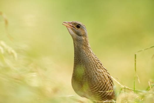 wild bird in natural habitat, nature series