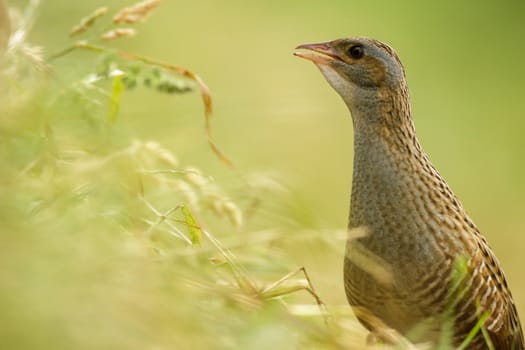 wild bird in natural habitat, nature series