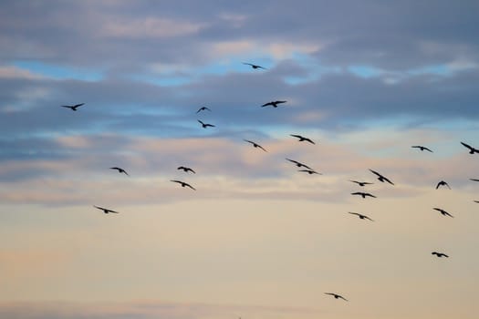 many birds in their natural habitat, nature series