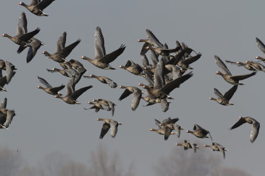 many birds in their natural habitat, nature series