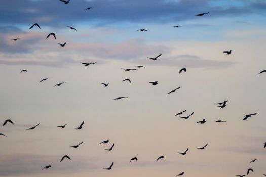 many birds in their natural habitat, nature series