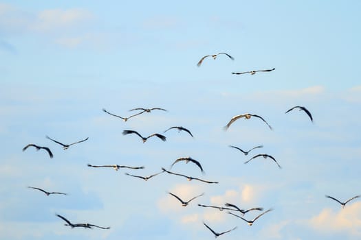 many birds in their natural habitat, nature series