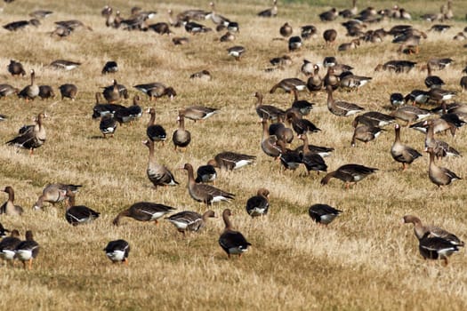 many birds in their natural habitat, nature series