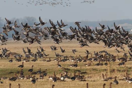 many birds in their natural habitat, nature series