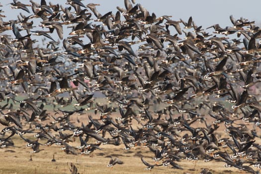 many birds in their natural habitat, nature series