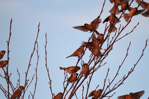 many birds in their natural habitat, nature series
