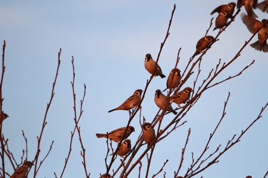many birds in their natural habitat, nature series