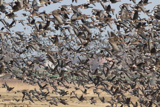 many birds in their natural habitat, nature series