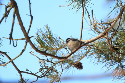 wild bird in their natural habitat, nature series