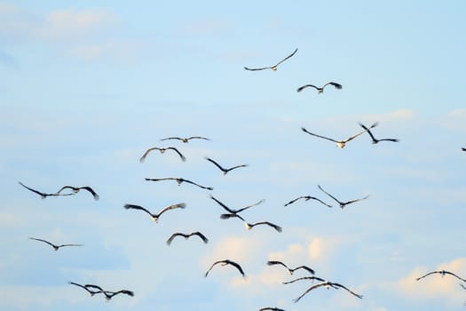 many birds in their natural habitat, nature series