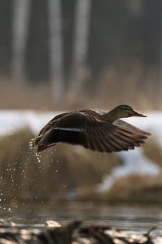 wild bird in their natural habitat, nature series