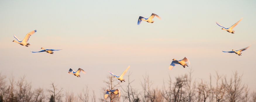 many birds in their natural habitat, nature series