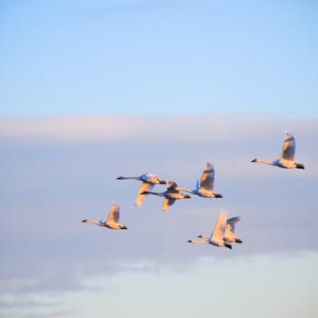 many birds in their natural habitat, nature series