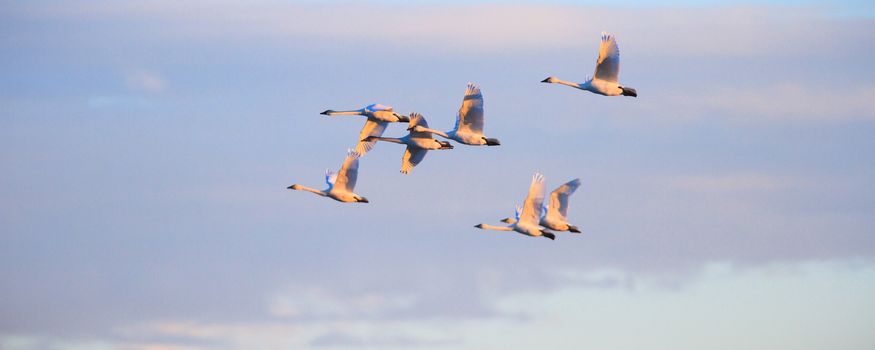 many birds in their natural habitat, nature series