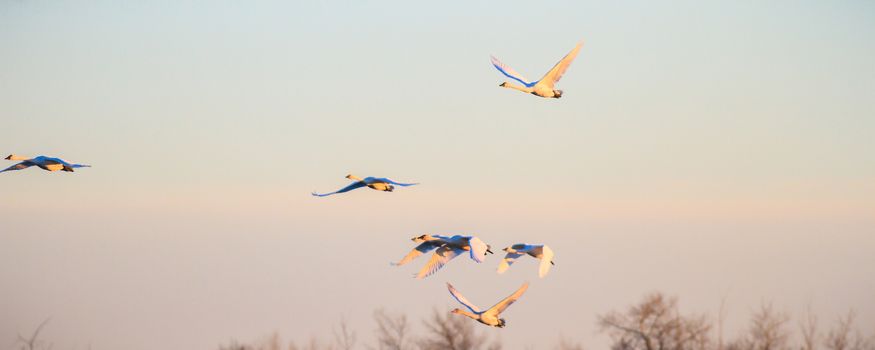 many birds in their natural habitat, nature series