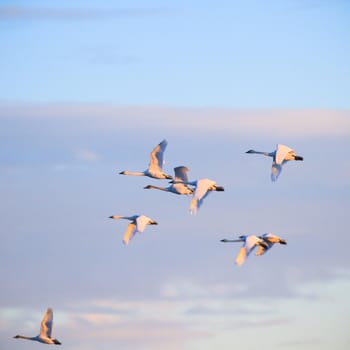 many birds in their natural habitat, nature series