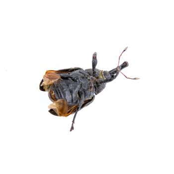 Black bug with yellow dots isolated on a white background