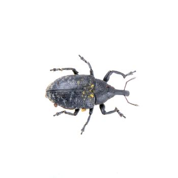 Black bug with yellow dots isolated on a white background