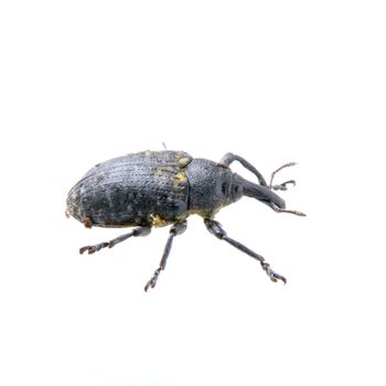 Black bug with yellow dots isolated on a white background