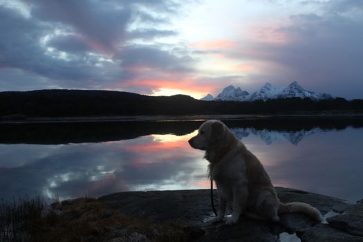 Golden Retriever in sunset