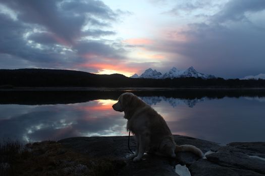 Golden Retriever in sunset