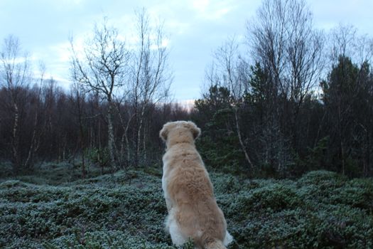 Golden retriever in the pose