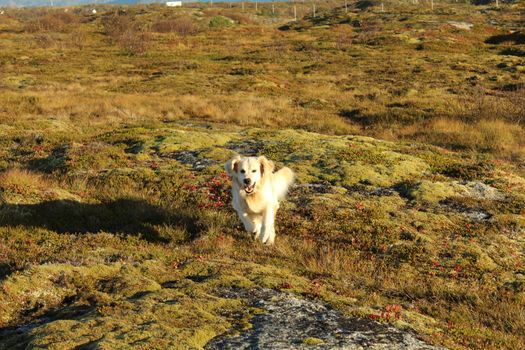Golden Retriever in Landscape