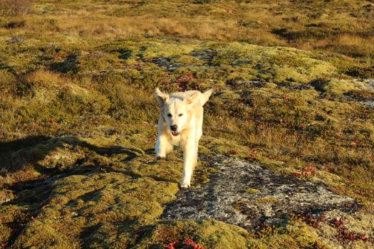 Golden Retriever in Landscape