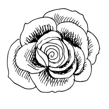 freehand sketch illustration of rose doodle hand drawn