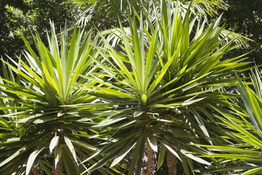 Tops of palm trees in the backlight