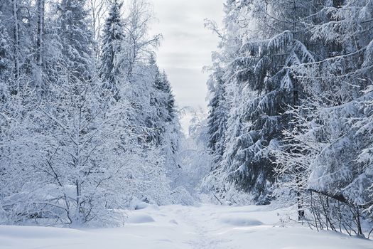 A path between trees covered with snow