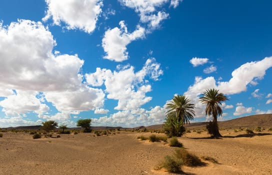 palm in the  desert oasis morocco sahara africa dune