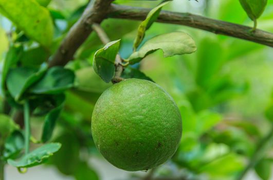 Lime green in the garden.One lime tree fruit ball.