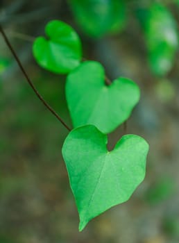 The heart-shaped leaves. The leaves are naturally occurring