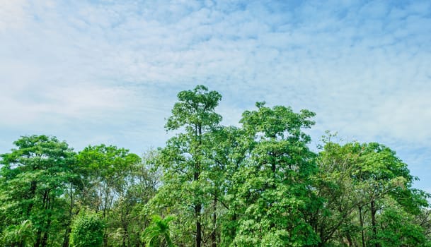 Tropical forest trees are in the garden.