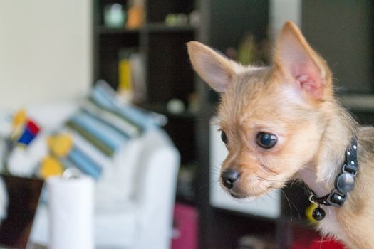Chihuahuas are the smallest breed of dogs and are originally from the region of Mexico with the same name