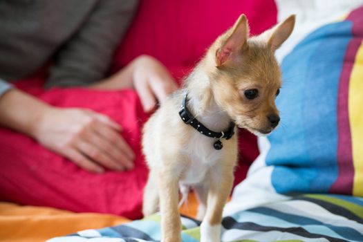 Chihuahuas are the smallest breed of dogs and are originally from the region of Mexico with the same name